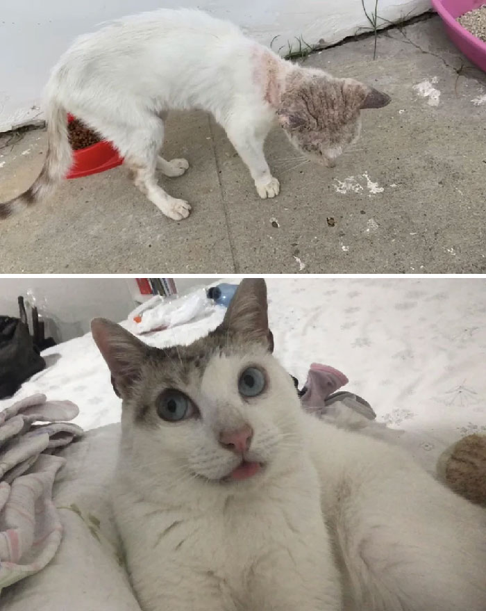 This Is Doutor Before And After Adopted