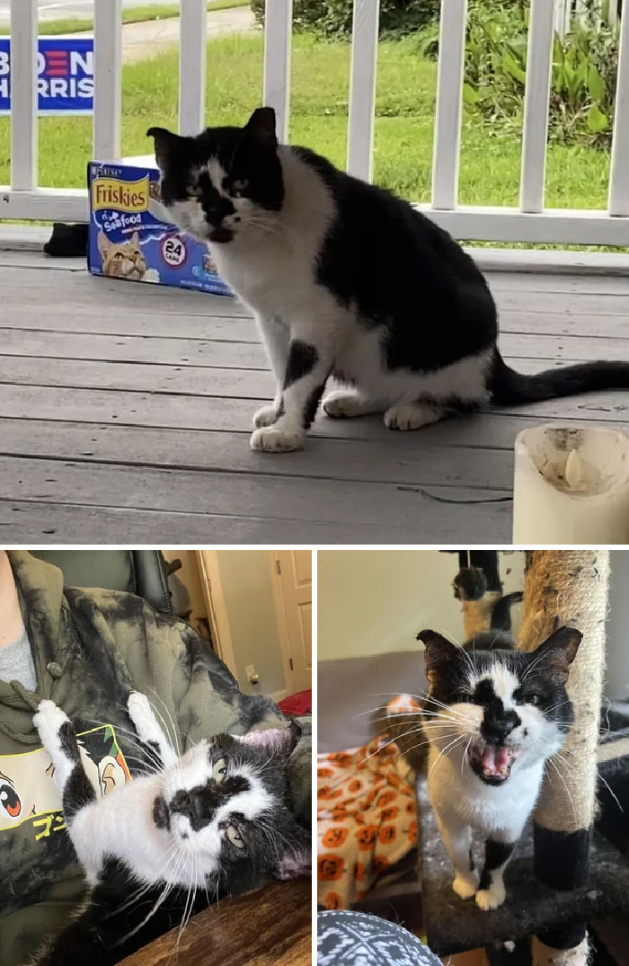 Hank Was A A Heartworm & Fiv+ Feral Cat Living On The Streets. After Three Years, He’s My Office Cuddle Buddy