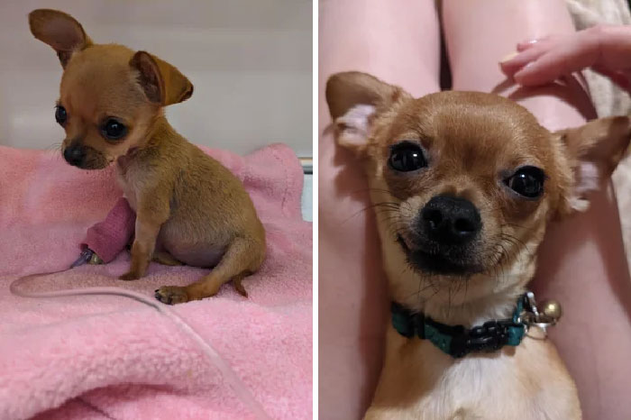 ¡Esta chica llegó a mi trabajo (veterinario de urgencias) hace 2 años entregada por alguien que la había encontrado! Le dije a mi marido que la necesitaba en mi vida y no podría haber sido más cierto