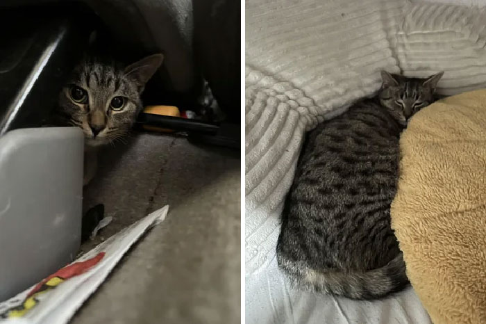 I Adopted A 10yo That Had Been At The Shelter For 7 Years. Took Him A Few Days, But Now I Cannot Move. This Is Kevin Frickin Solo