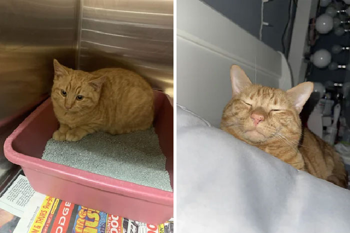 Found In A Ditch With Worms, Now The Most Lazy Spoiled Orange Boy Ever