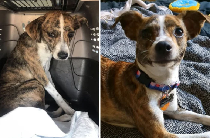 De abandonada en el refugio a la niña más mimada