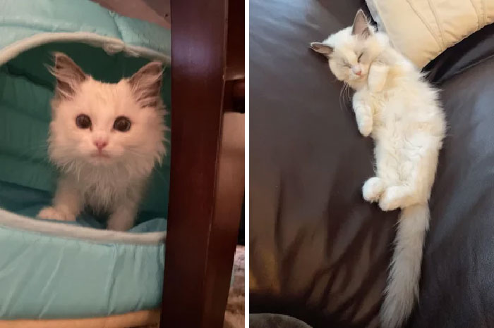 The Difference From Exactly Two Months Of Love, Proper Vet Care, And Having A Family