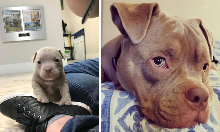 Nemo, An Update To Our Rescue From His Adopter