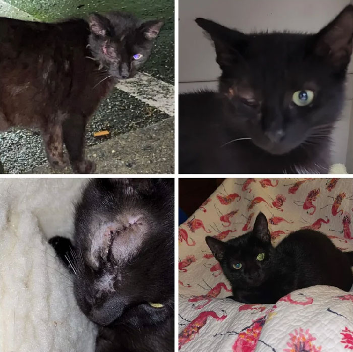 I've Been Rescuing For 15 Years. This Is A Favorite Before And After