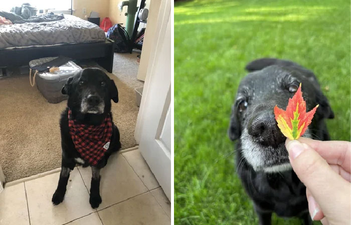 From Sad And Malnourished To Happy And A Little Chonky