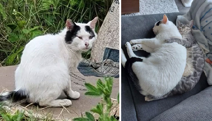 Mr. Moby When He Was Found And Several Months Later Sharing Snuggles With Baby Sisfur