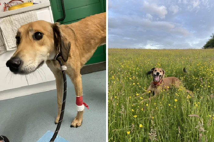 Lo dejaron atado a una farola en mitad de la noche con un hombro roto