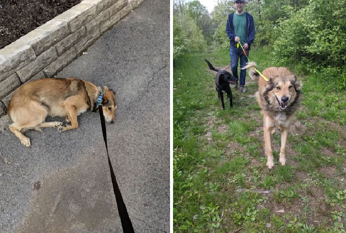 3 Years To Go From Underweight And Scared Of Everything To The Happiest Boy With A Big Fluffy Booty