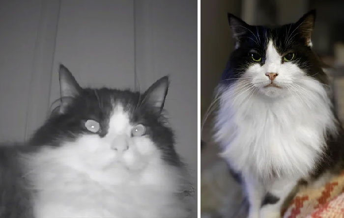 She Was So Scared When She First Arrived That I Could Only Get A Picture Through A Security Camera. Now She’s Happy, Healthy, And The Most Majestic Floof Ball I Ever Did See!