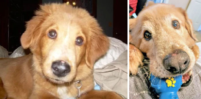 My Sweet Cairo. We Rescued Him When He Was A Couple Months Old. Today He Crossed The Rainbow Bridge At The Age Of 14