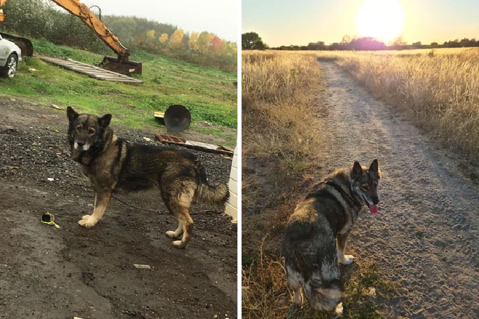 Encontrada encadenada a un poste en un parque de caravanas. Había estado viviendo así durante 2-3 años. Ahora tiene una segunda oportunidad en la vida con nosotros