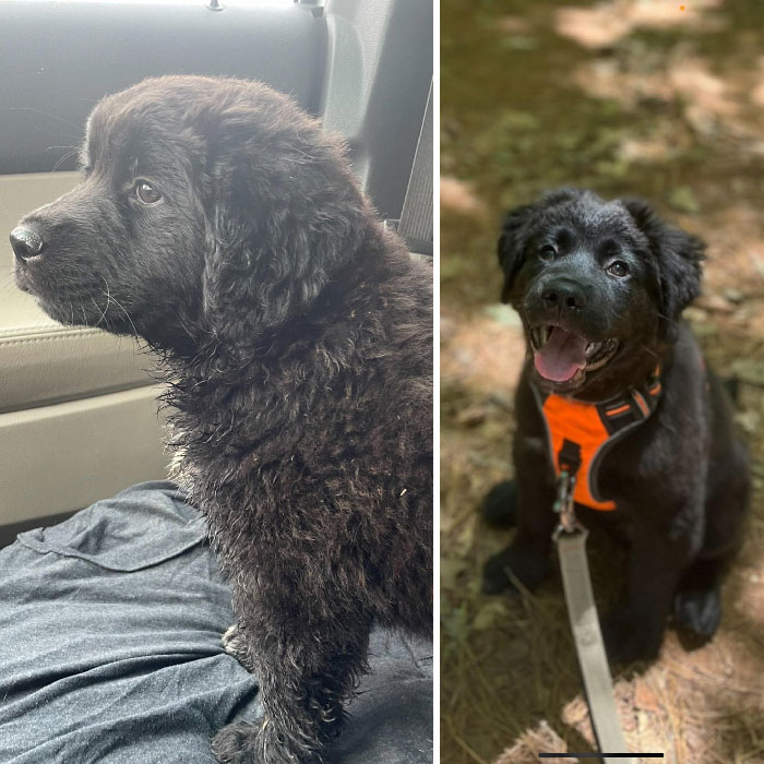 Fue abandonado en la carretera. Ahora Míralo. ¡Es el mejor!