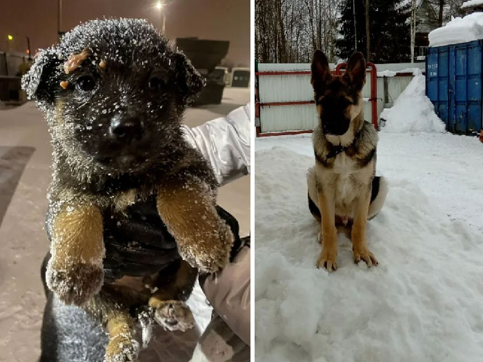 Antes y después de la adopción. Cachorro que rescatamos de un polígono industrial en 2021