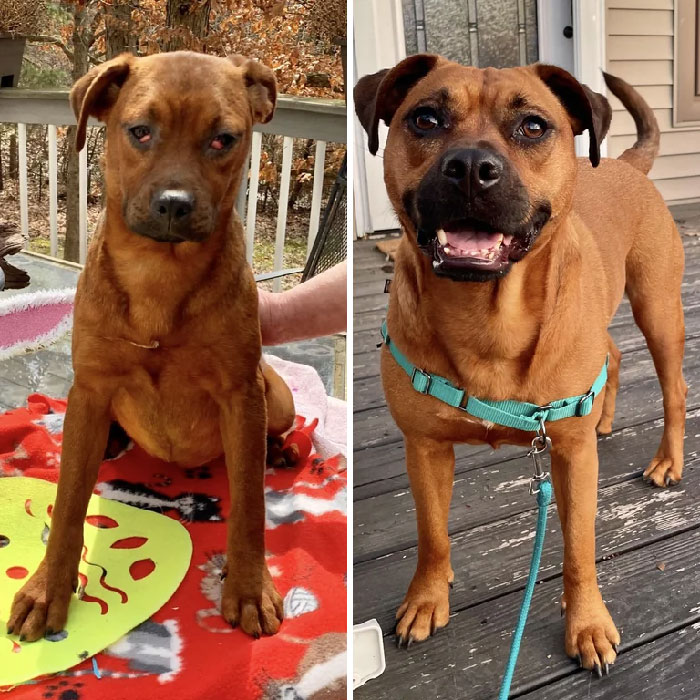 Updated Before And After! I Did One After Having Her For About 6 Months, Here Is 2.5 Years Later. She’s The Greatest Companion And Gives My Son Endless Cuddles