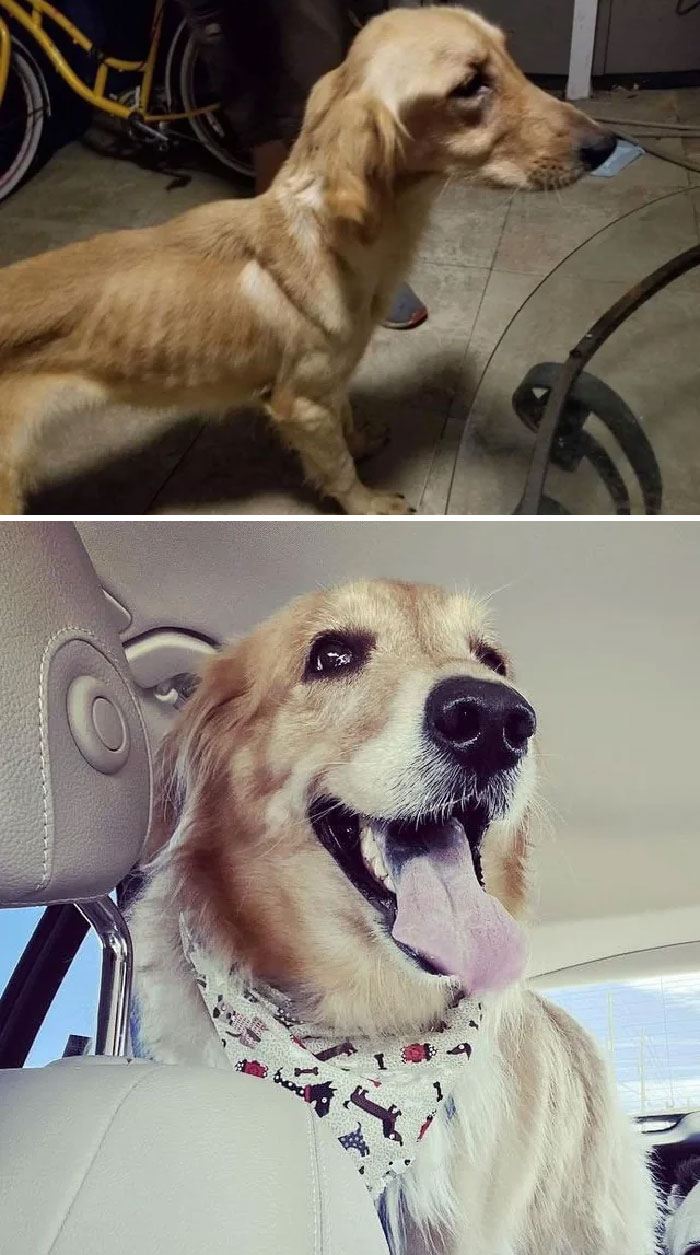 Honey, My Foster Pup. Found Starving On The Street. Has Been Adopted. I Can’t Get Over The Transformation Any Time I See A New Pic