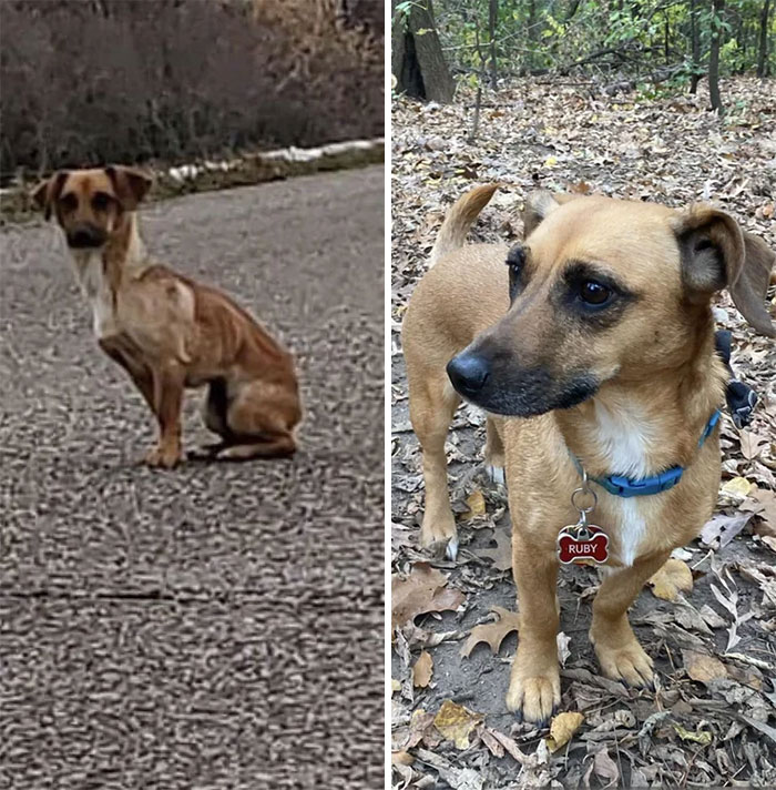 From Being Found Starving And The Rescue Pleading For A Foster To Welcome Her To Now, 3 Years Later