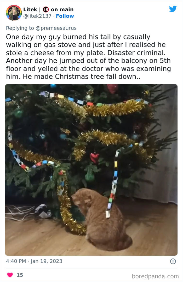 Biggest-Crimes-Committed-By-Cats