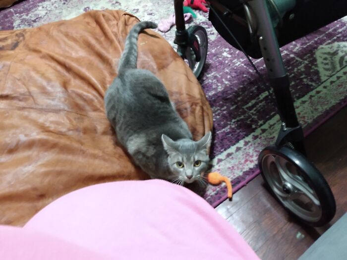 Bouche About To Pounce Me