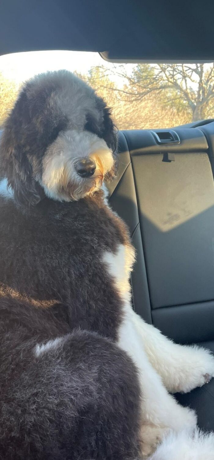 Sitting Proudly. Rosie Loves Car Rides!