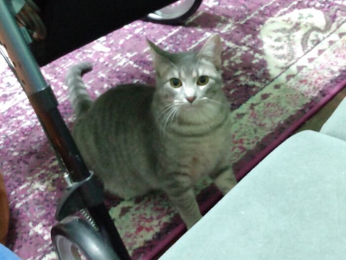 To Pounce Or Not To Pounce? That Is The Question