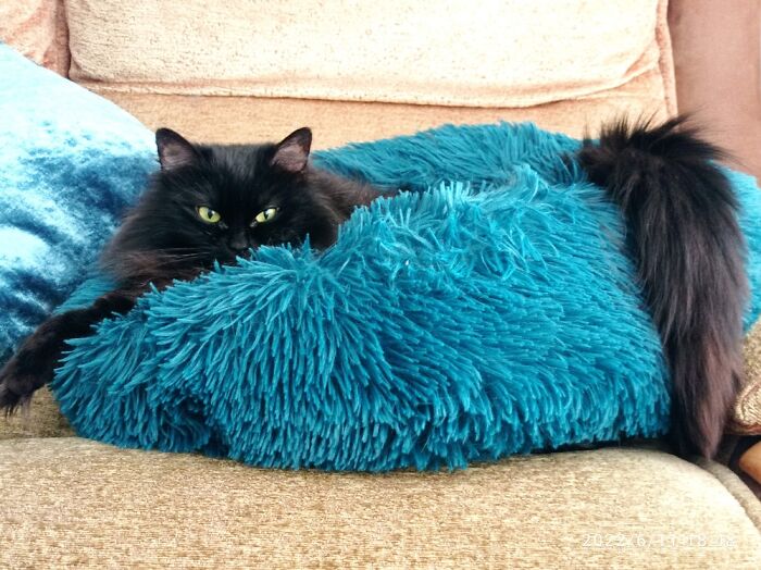 Regally Beautiful Magic Fuzzypaws, Hidden Disabilities Assistance Animal 💖