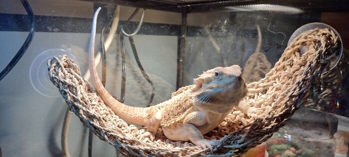 My Pet Bearded Dragon, Rex