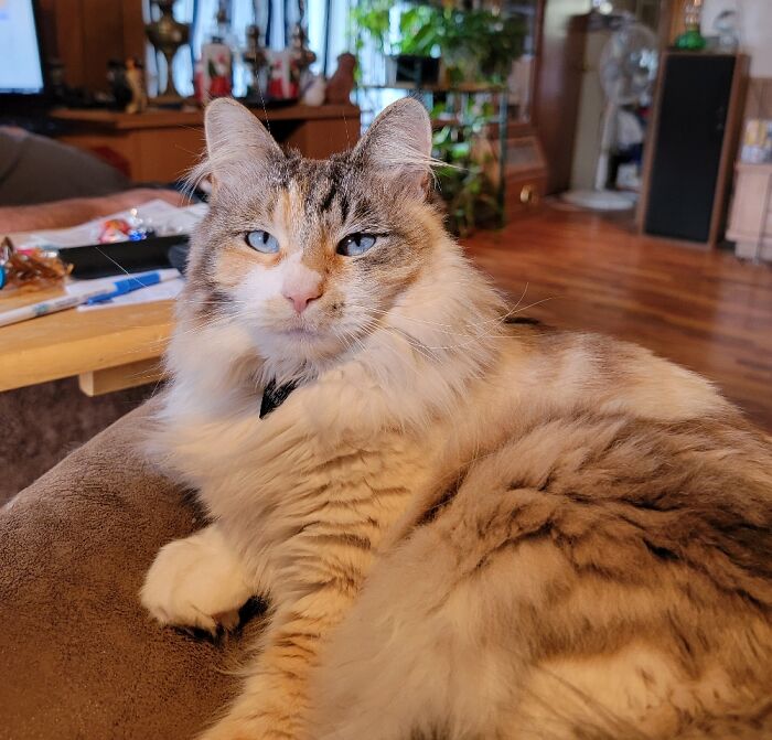 Maisy's Regal Blue Eyes
