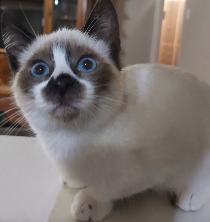 My Kitty Batman Ready To Save The Day!