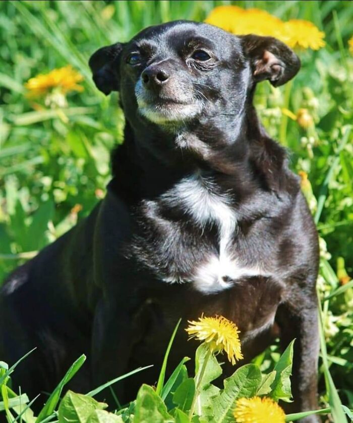 This Majestic Old Man Just Turned 13. He Will Always Take Time To Smell The Flowers