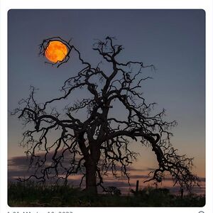 libitinarumina avatar