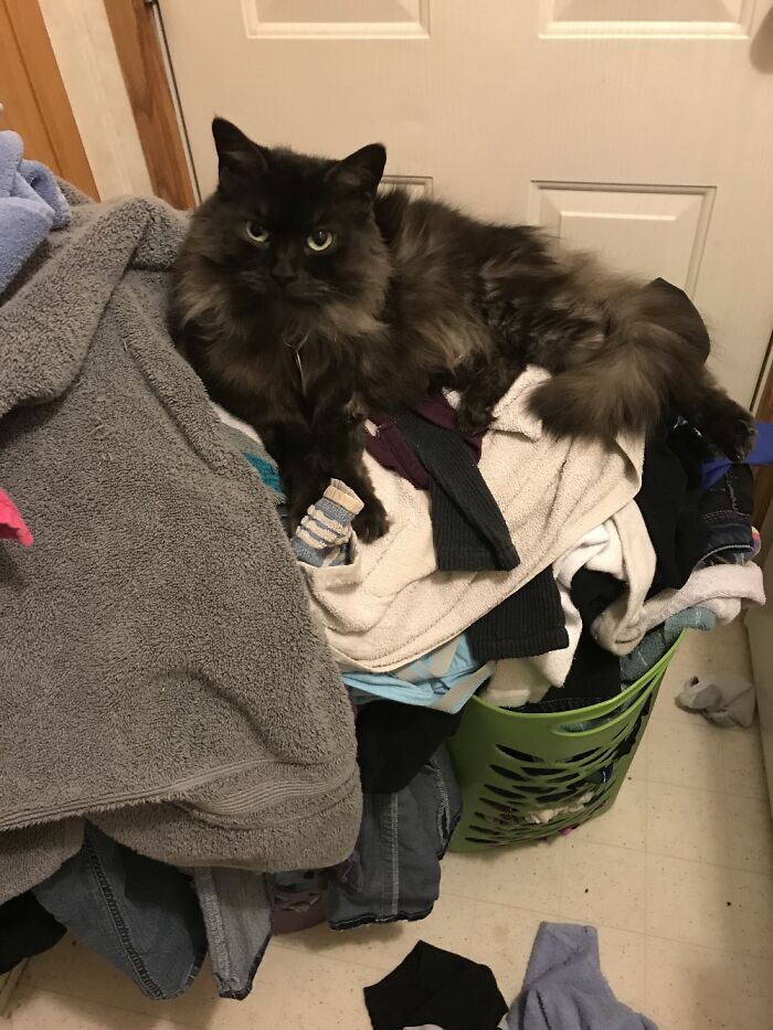 Miss Fiona.... She Crossed Over The Rainbow Bridge On 11-11-22 I Miss You Sweet Lady