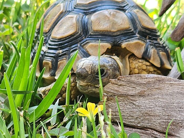 I Gave Her Her Favorite Lettuce And Pea Shoots And She Gave Me This Reaction... Pure Love X