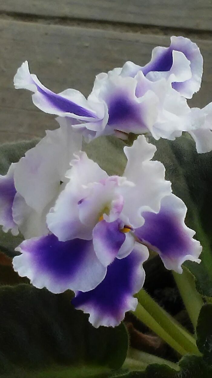 Outside Plants Are Starting To Bloom!!