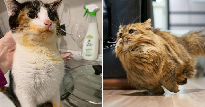 50 Times Cats Did Such Hilarious And Weird Things, Their Owners Just Had To Share The Pics Online (New Pics)