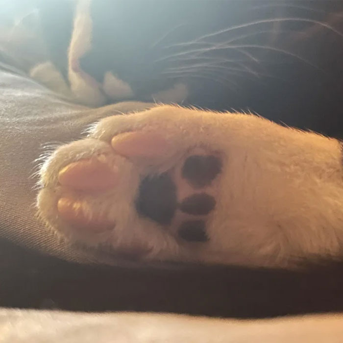 Cat With Marking On Paw That Looks Like A Paw Print