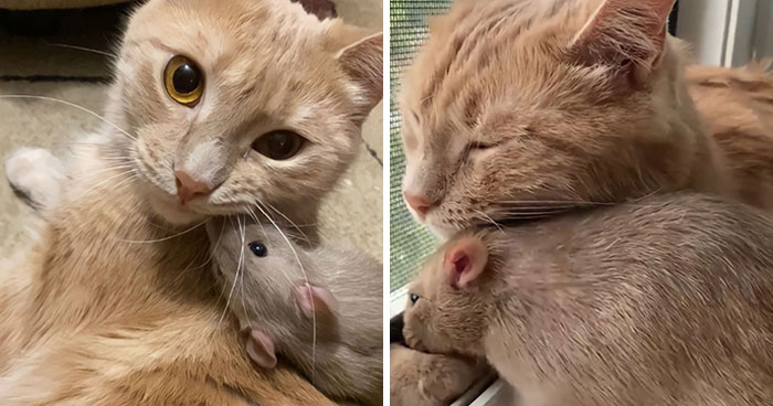 The Most Unlikely Friendship Formed Between This Cat And A Rat, Who Now Share An Inseparable Bond