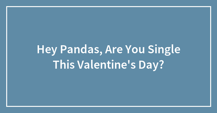 Hey Pandas, Are You Single This Valentine’s Day? (Closed)