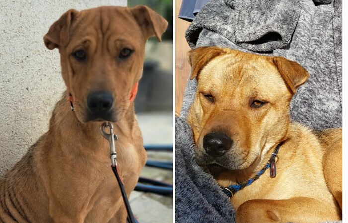 Hey Pandas, Show Us A Time Line Of Your Rescue Pets