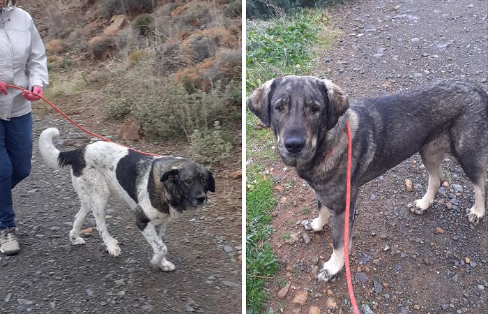 At The Adana Dog Rescue Centre We Nurture Dogs (8 Pics)