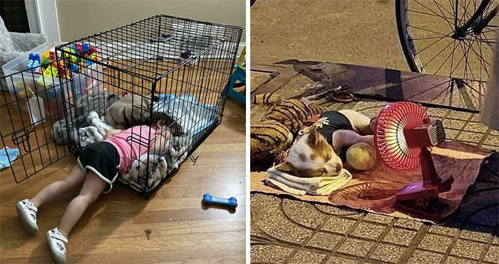 40 Perros tan reconfortantes que había que compartir para difundir alegría (nuevas fotos)