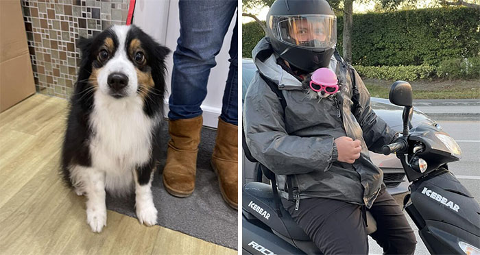 45 Geniales e inesperados encuentros con perros compartidos en «Dogspotting»