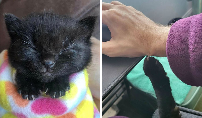 “The Chances Of You Getting Killed By A Cat Are Low, But Never Zero”: 30 Adorably Scary Pics Of Cats And Their ‘Murder Mittens’