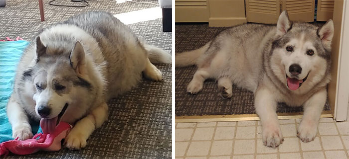 Give Senior Dogs A Home. 6 Months Of Love Can Make A World Of Difference