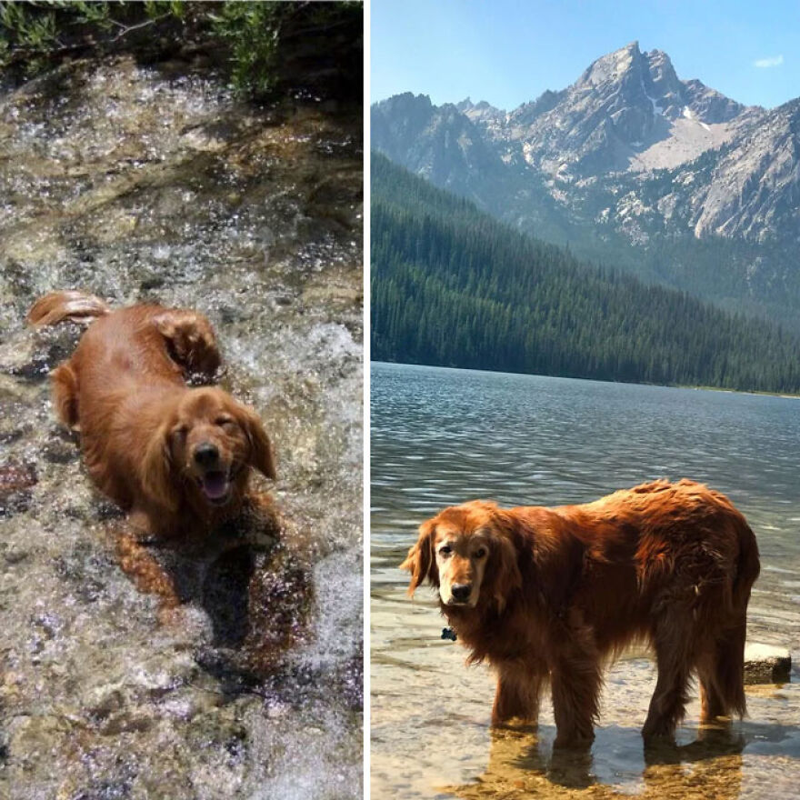 red dog in the water