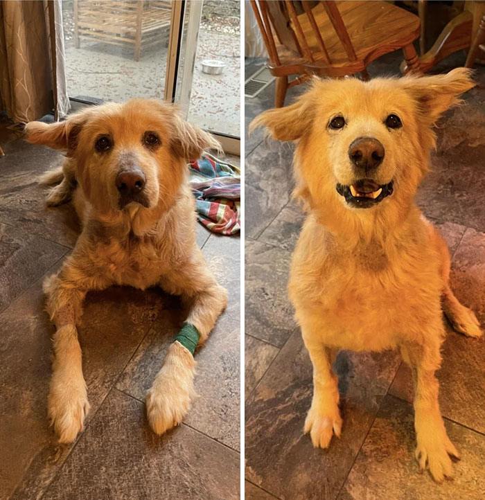 My 12 Year Old Dog Is 1 Month Post Op, And Has A New Lease On Life!