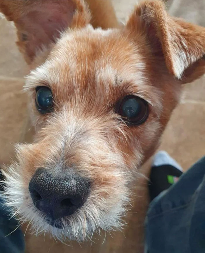 People Seemed To Like Him Last Time So Here's My Blind Old Dog