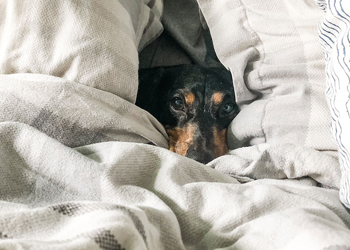 "It's Just A Dog": Employee's Dog Dies, His Boss Makes Him Show Up For Work, So He Maliciously Complies