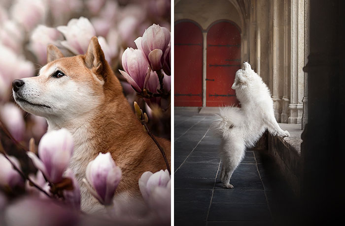 Dog Photography Has Allowed Me To Meet Lots Of Amazing Four-Legged Creatures And Discover Places I Didn’t Know Existed Before (32 Pics)