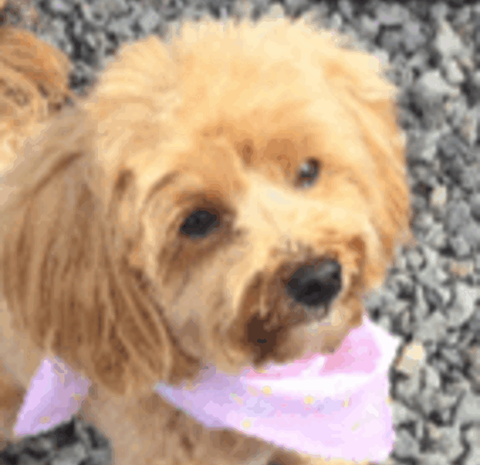 Not The Very Best Picture Because Resizing Made It Weird, But Still Very Regal